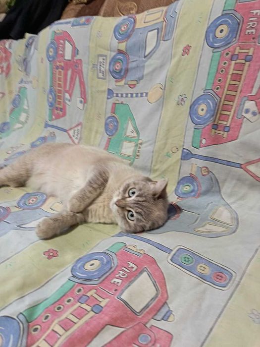 Кошечка ищет дом