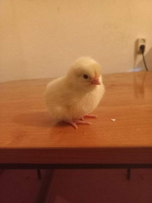 Ломон брау балапандары 300 тг