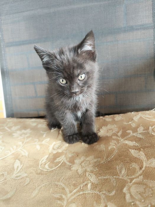 Котенок от кошки крысыловки