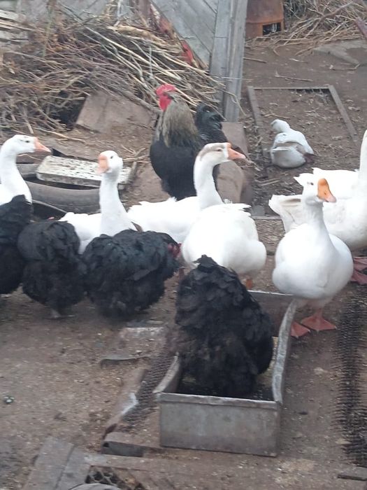 Яйца гусиные инкубационные