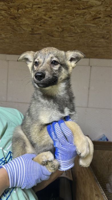 2 парня 3 мес с доставкой