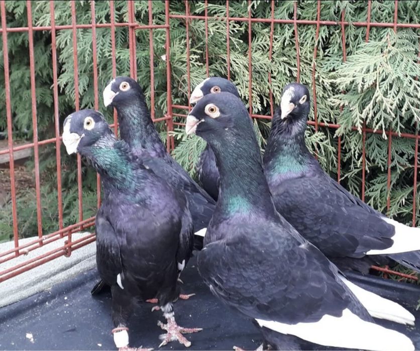 Голуби Шаами сирийцы