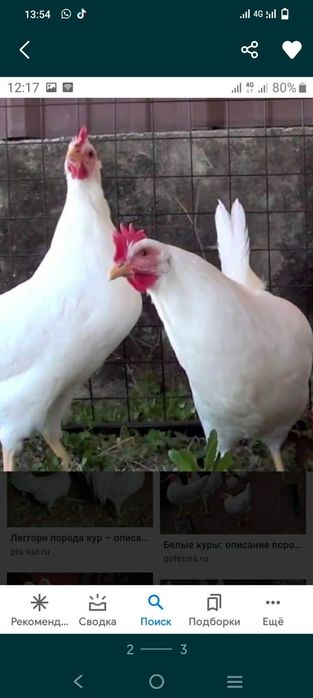 Несушка породы ЛЕГГОРН