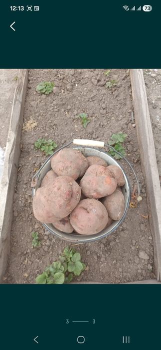 Картофель продам