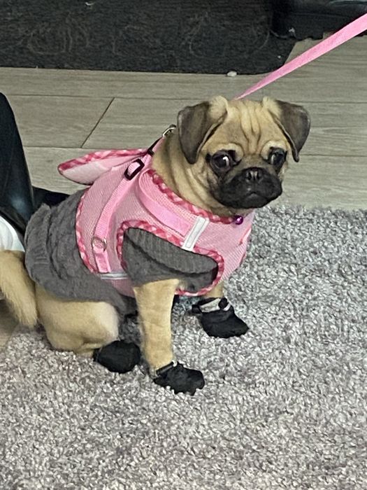 продам мопса 8 месяцев девочка