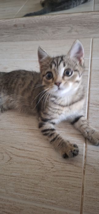 Котёнок мальчик красивый добрый