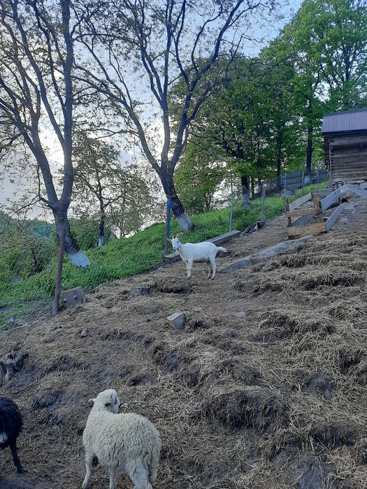 Vand trei meluti și-o caprita