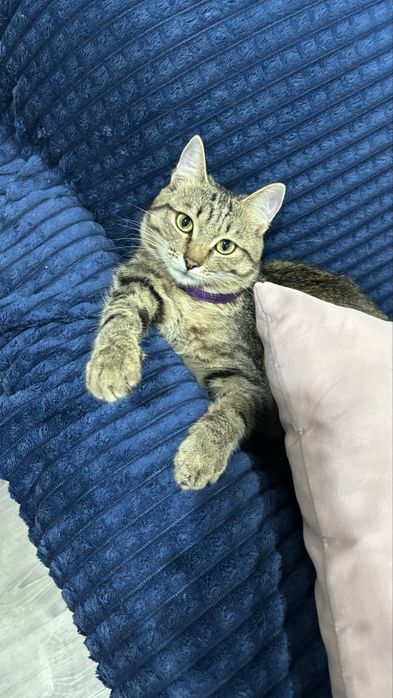 Отдаем кота в добрые руки