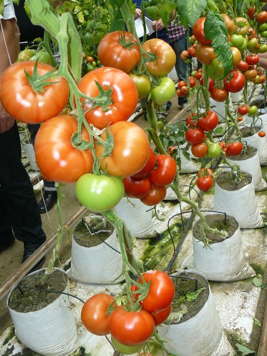 Удобрение. Гидропонный 9-компонентный раствор