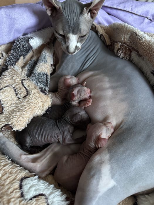 Бронь на котят эльф сфинкс