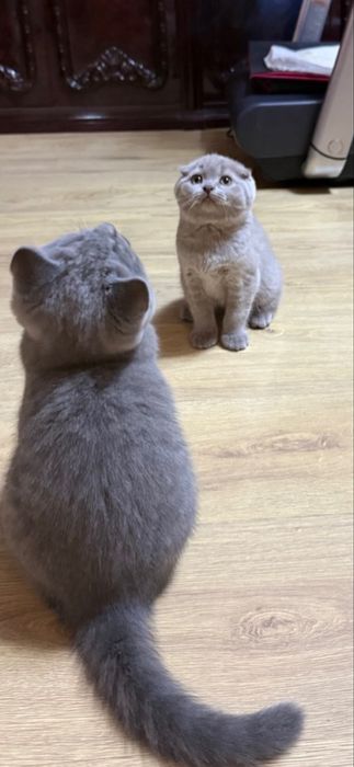 Продаются котята британацы фолд и страйт