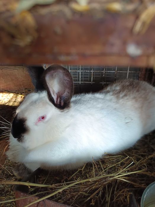 Зайци за разплод