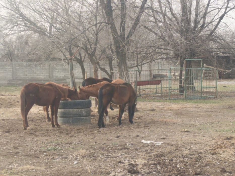 Байталдар сатылады бес бас