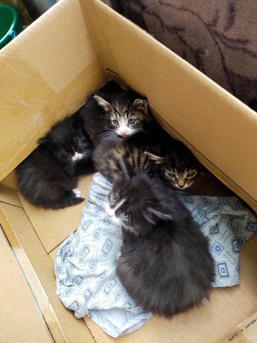 Котята, в добрые руки