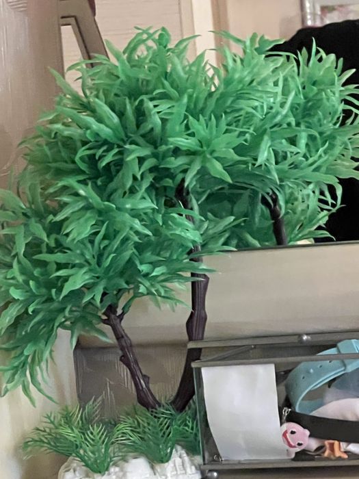 Мангровая коряга