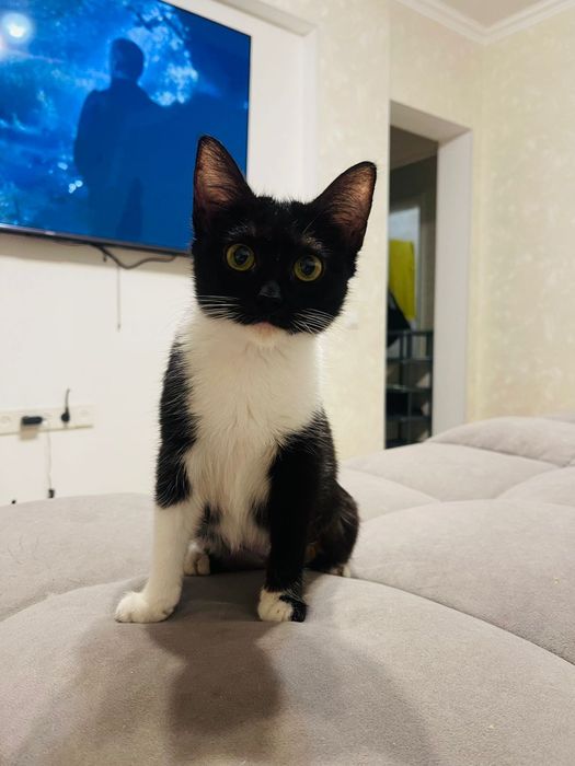 Котёнок в добрые ручки