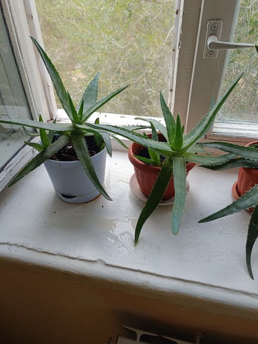 Продам цветы Алоэ