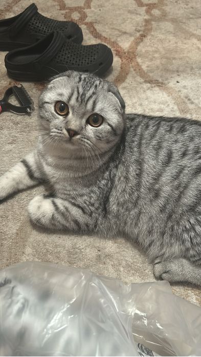 Продам котенка мальчик вислоушка