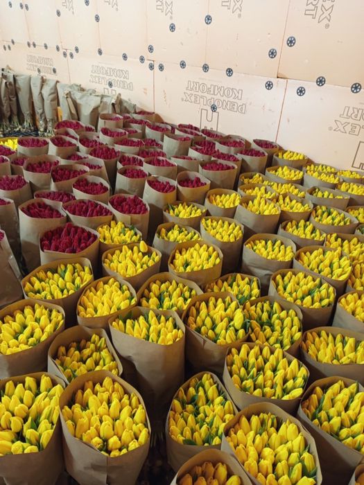 Тюльпаны оптом и в розницу