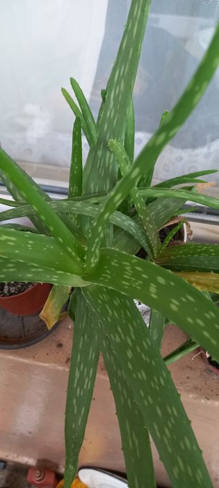 Алое барбаденсис  и Алое арборесценс