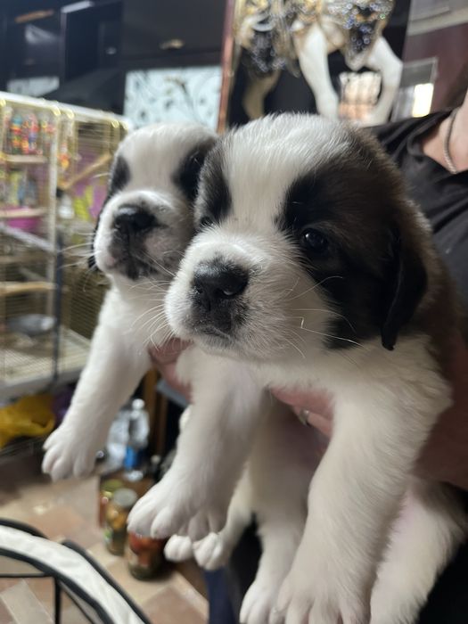 Щенки сенбернара