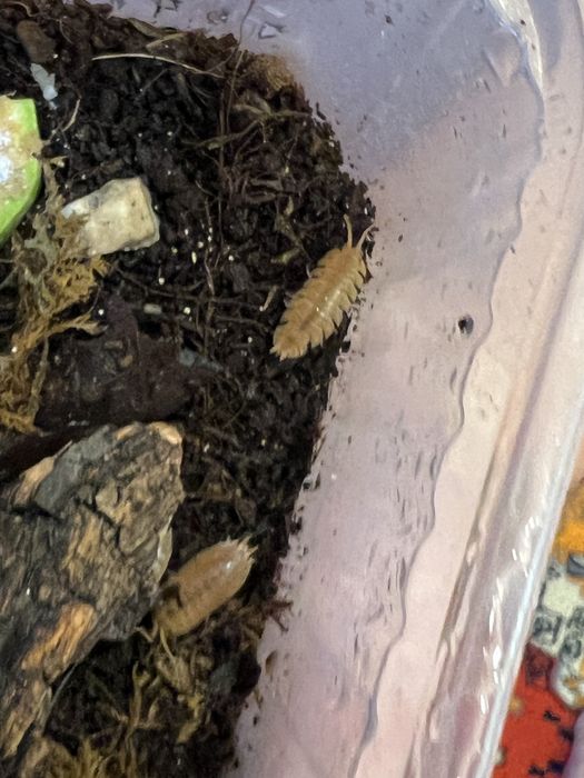 мокрицы Porcellionides pruinosus