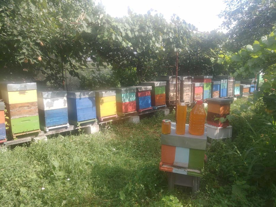 Vând 10 familii de albine, județul Giurgiu