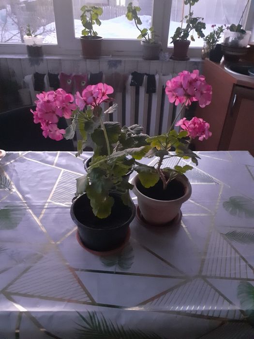 И снова мы с цветами:луковичные,алое лечебное и герани.
