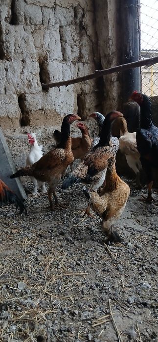 Дакан мекендер сатылады