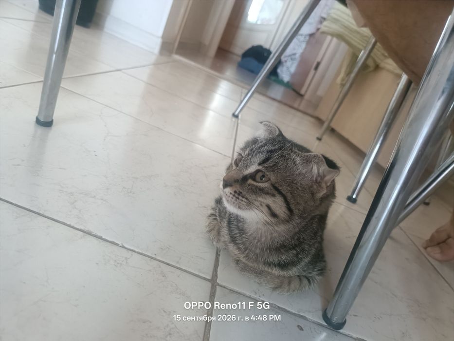 Веслаухи кот на продаже