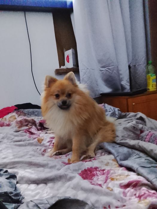 Шпиц на вязку год