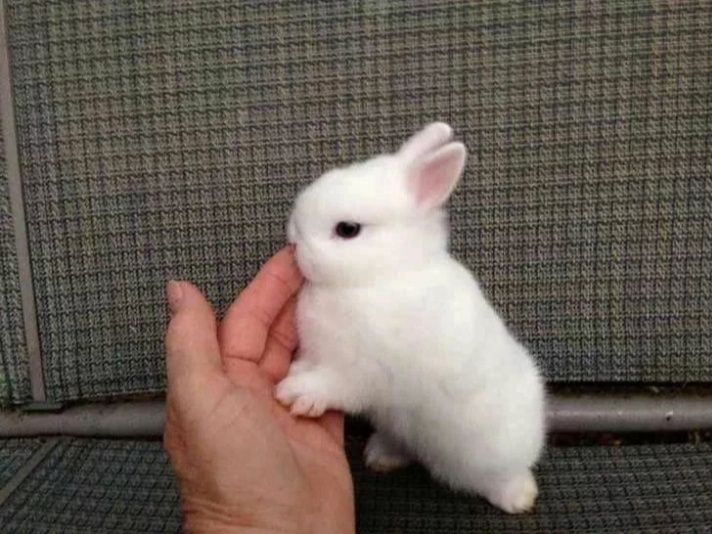Декоративные кролики
