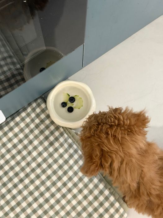 Продам той пуделя 4 месяца