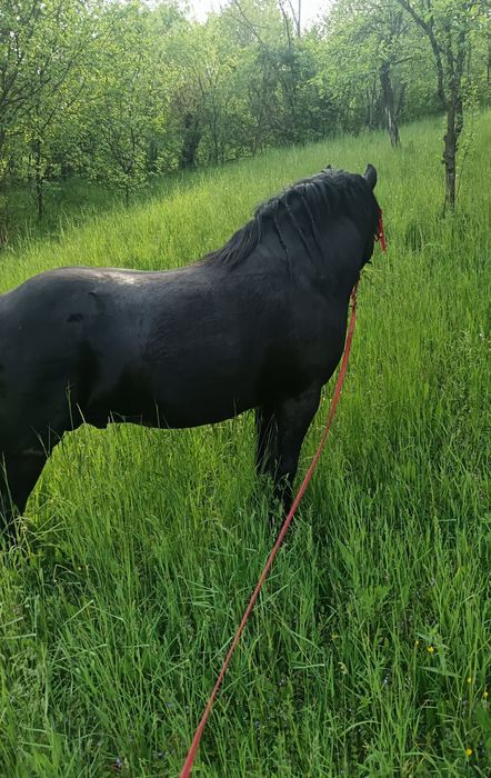 Armăsar negru 3 ani