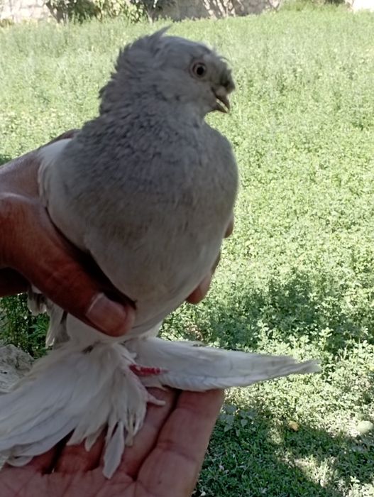 Samez kaptar sotiladi tozasi