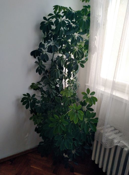 Шефлера - декоративно растение с височина 2 м