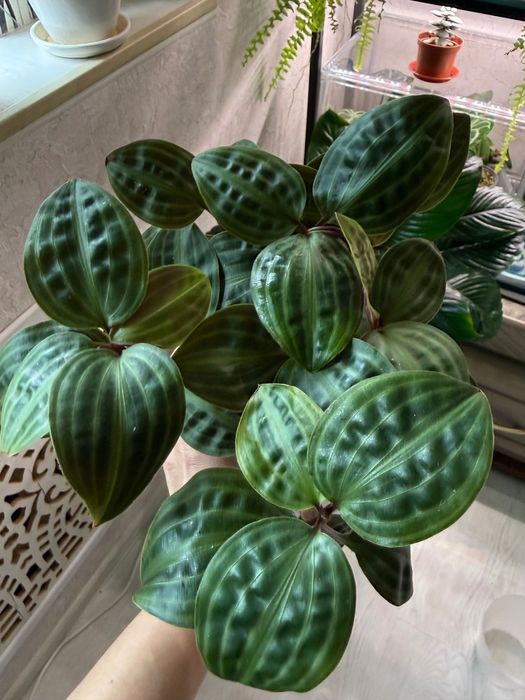 Геогенантус на фитильном поливе