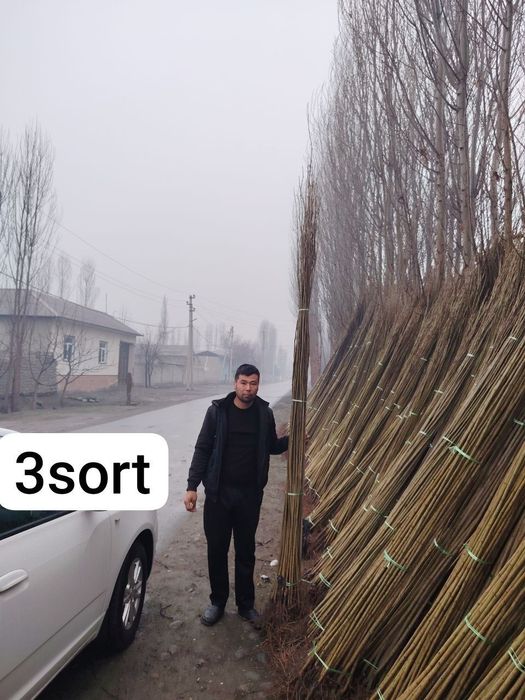 Терек кочатлар свежи