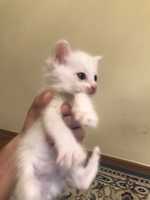 Отдам котят в добрые руки!!!