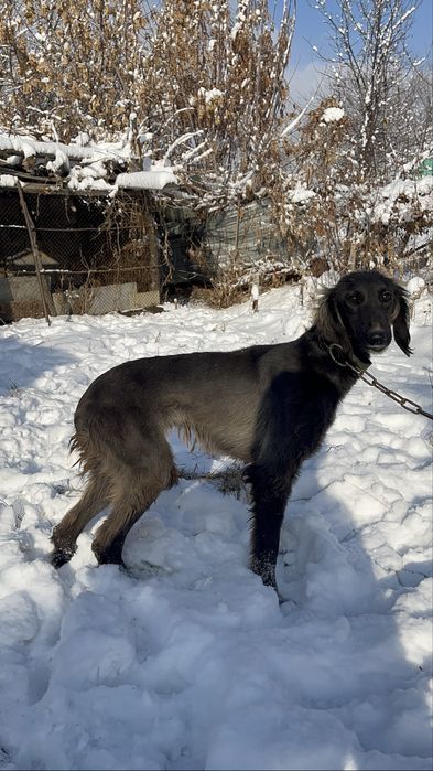 Қазақтың құмай тазысы