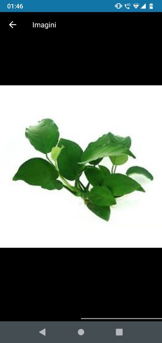 planta acvariu pesti Cabomba,Moss,,anubias..