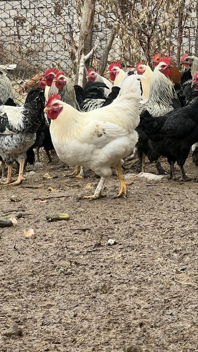 Хуроз хўроз xoroz бор қон чиқариш ва истемолга еш ва бақуват хўрозлар