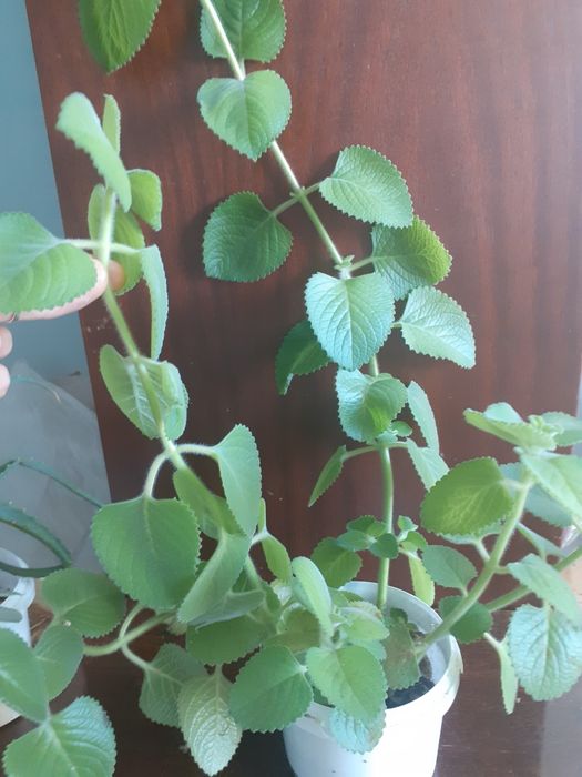 Продам недорого комнатные цветы