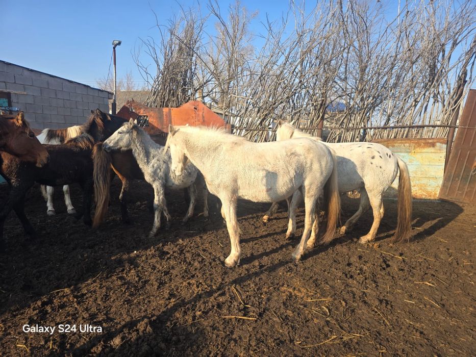 Продам кобыл с жеребятами