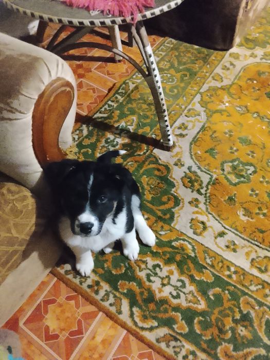 Щенки два месяца помесь хаски с лабрадором срочно