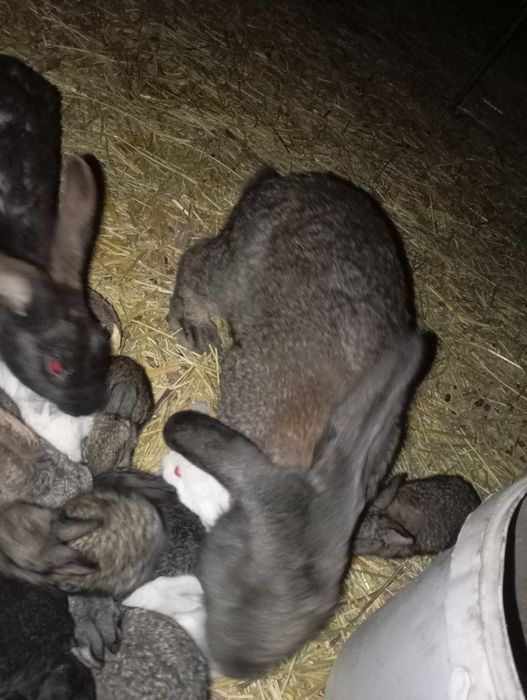 Қуён болалари сотилади 50000мингдан отаси фландер онаси жайдари