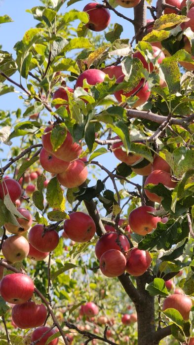 Mere pentru suc, consum, industrie,sucuri naturale