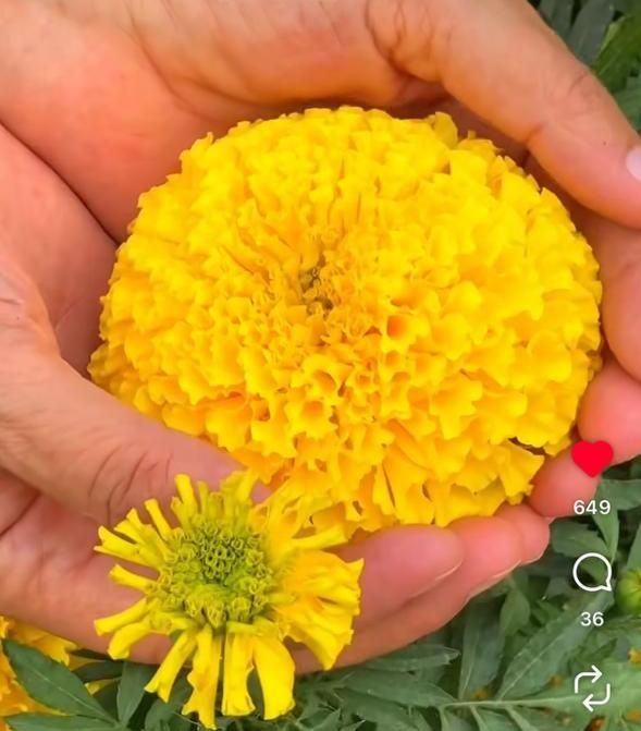 Бархат. Шафран. Голландский сорт.