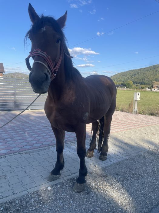 Vând cal de 6 ani