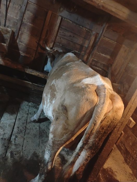 Vaca de lapte, 7 spre 8 ani